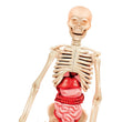 Load image into Gallery viewer, Bilim ve Oyun - İnsan Anatomisi
