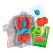 Load image into Gallery viewer, Anatomy of the Skeleton and Organs
