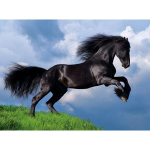 Fresian Black Horse - 500 parça