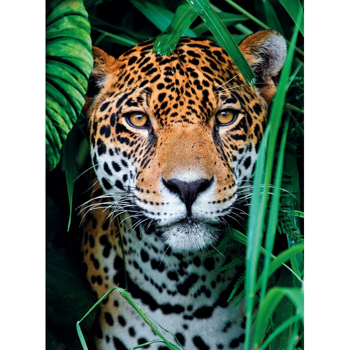 Jaguar In The Jungle - 500 parça